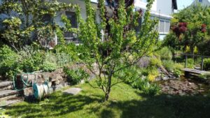 Garten mit Fischteich